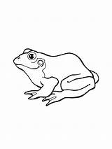 Printable Anfibios Sapo Bestcoloringpagesforkids Frogs sketch template