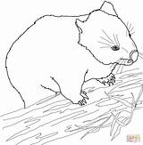 Wombat Australian Coloring Pages Printable Template Wallaby Supercoloring Color Categories Sketch sketch template