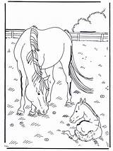 Fohlen Coloring Poulain Veulen Cheval Pferde Pferd Foal Paard Kleurplaat Animaatjes Paarden Caballo Dieren Horses Met Foals Dibujos Coloriages Kostenlos sketch template