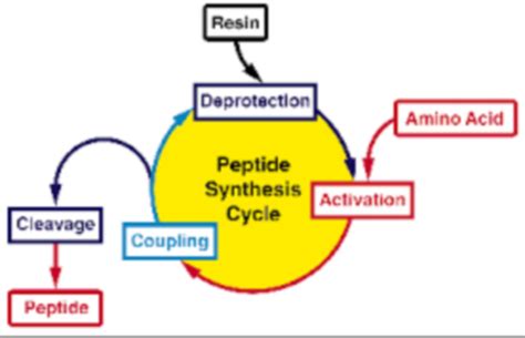 solid phase peptide synthesis doccheck