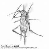 Aphid Drawing Sketch Pencil Pencils Drawingtutorials101 Draw Insects Tutorials Animals Lapse Time sketch template