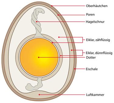 eierwissen aufbau erzeugung und statistische daten zum ei