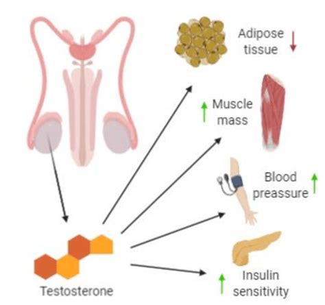 testes produced testosterone acts mainly on adipose and muscle tissue