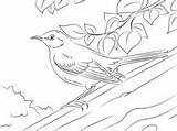 Mockingbird Coloring Getcolorings Perched Northern Getdrawings sketch template