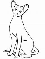 Siamese Cat Coloring Pages Drawing Kids Printable Cats Getcolorings Color Getdrawings Print sketch template