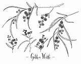 Wattle Golden Acacia Pycnantha Cliparts Animés Icônes Pods Wilairat sketch template