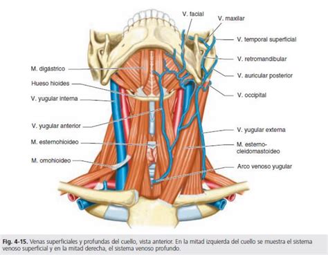 apunte arterias venas  linfaticos del cuello anatomia medicina