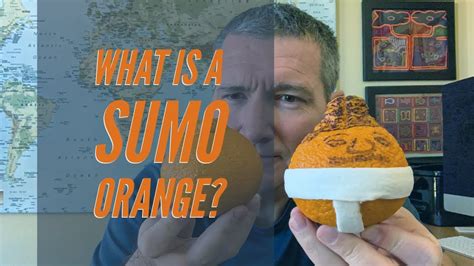 sumo orange youtube