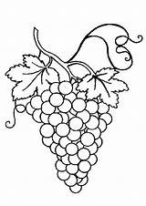 Grapes Bunch sketch template