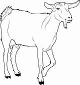 Goat Ziege Malvorlagen Doghousemusic sketch template