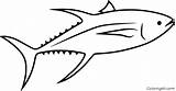 Tuna Bluefin Coloringall Skipjack sketch template