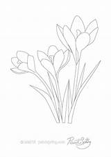 Coloring Crocus Flower Color Drawing Printable Pages Adult Book Prairie Getdrawings Getcolorings sketch template