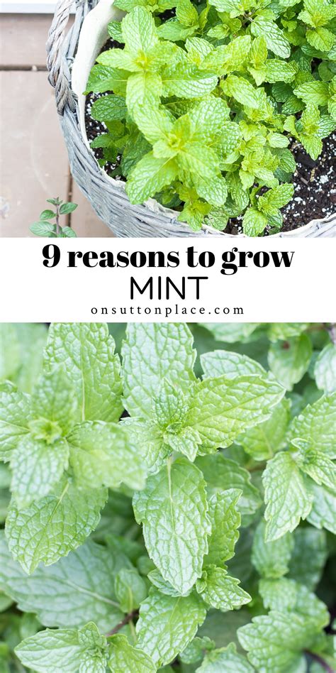 good reasons  grow  mint plant  sutton place
