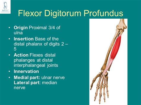 flexor digitorum profundus origin insertion nerve supply action