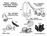 Coloring Mollusca Mollusks Phylum Diagram Octopus Squid Clams Snails Slugs Animals Cephalopods Bivalves Gastropods Mollusk Classes Pdf Exploringnature Support sketch template