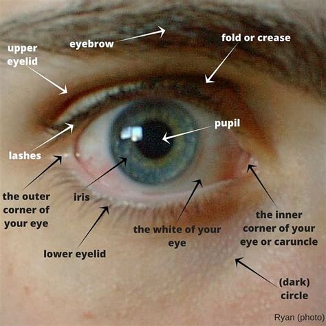 picture  eye   parts