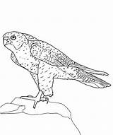 Peregrine Falco Getdrawings sketch template