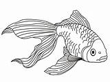 Coloring Goldfish Pages Fish sketch template
