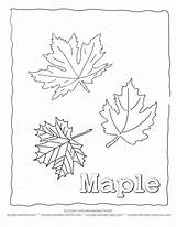 Maple Leaves Malvorlage Efeu Wonderweirded sketch template