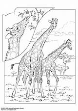 Giraffen Girafa Giraf Girafe Malvorlage Jirafa Giraffa Desmatamento Girafas Ambiental Portugues Aranha Imprimir Printen Märchenhaft sketch template