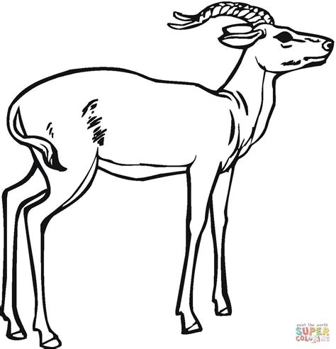 impala drawing images     drawings