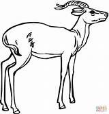 Impala Gacela Antelope Afrique Antilope Antilopes Colorier Pintarcolorir sketch template