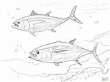 Tuna Yellowfin Colorare Tonno Atun Grouper Piranha Ausmalbilder Thunfisch Pesci Disegnare sketch template
