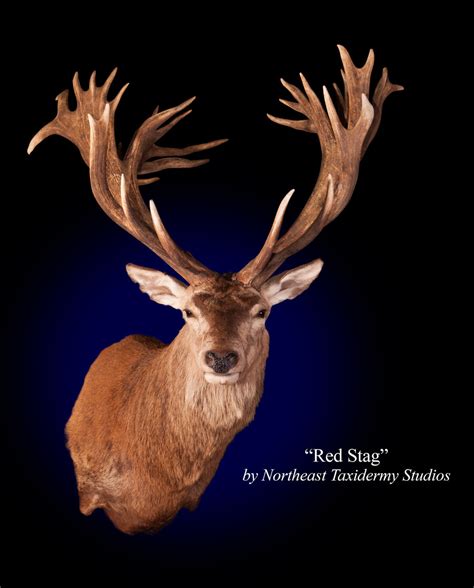 red stag mount red stag  northeast taxidermy