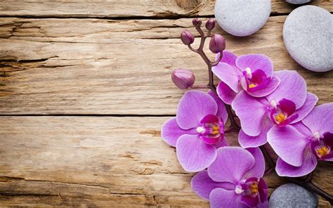 Download Wallpapers Pink Orchid Wood Background Wooden