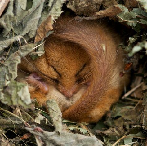 british wildlife centre keepers blog common dormouse conservation