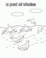 Whales Nouns sketch template