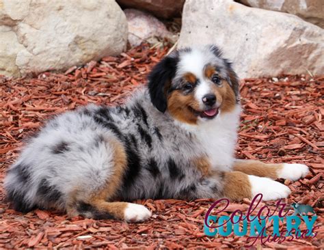 midnights blue merle male  color country aussies