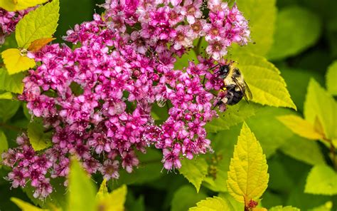 stunning full sun shrubs perfect  hot dry soils garden  happy