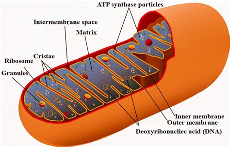 mitochondria  portion  specific proteins