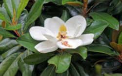 louisiana state flower magnolia