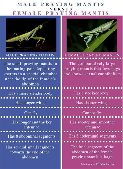 hvad er forskellen mellem mandlige og kvindelige mantis pediaacom hb railway