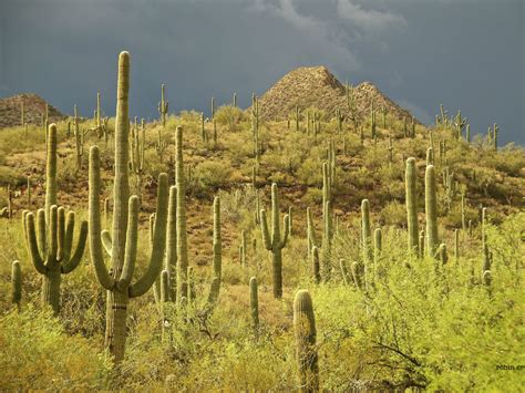 saguaro cactus  largest cactus   united states world  succulents