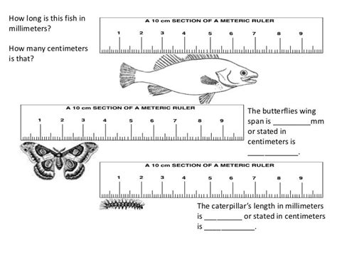 centimeter   ruler paperwingrvicewebfccom