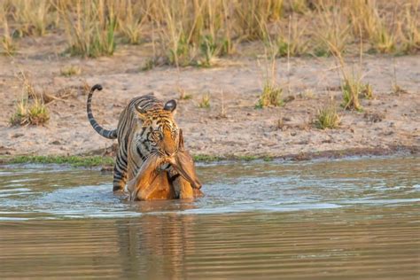 tiger hunting strategies  tigers hunt  prey