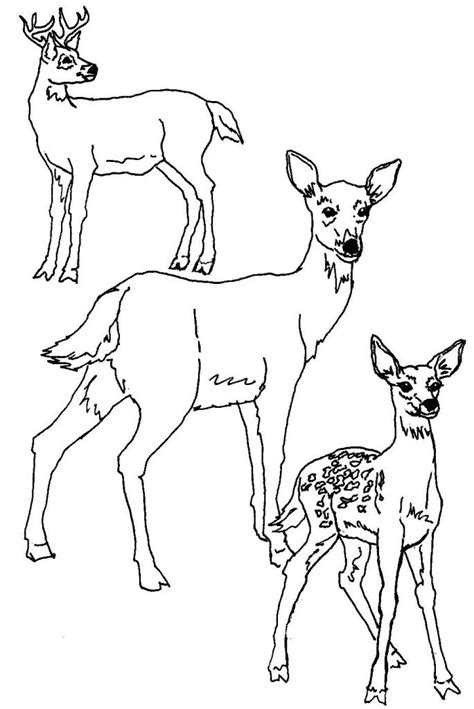 printable deer coloring pages  kids