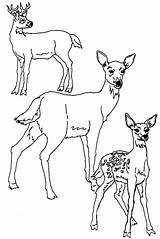 Deer Coloring Pages Tailed Kids Printable Color Template Print Whitetail Family Animal Animals Head Reindeer Mule Sheets Templates Stag Getcolorings sketch template