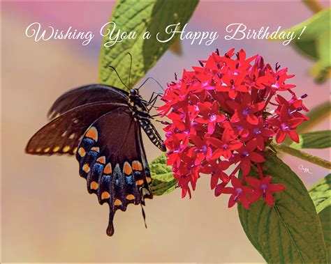 butterfly birthday wishes photograph  connie mitchell pixels