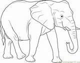 Elefant Tiere Afrikanischer Ausmalbilder Ausmalen Coloringpages101 Malvorlage Kostenlose Afrikas Nashorn Malvorlagen Little sketch template
