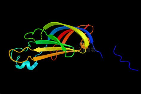 protein kinase  eta type  enzyme activated  calcium   stock illustration