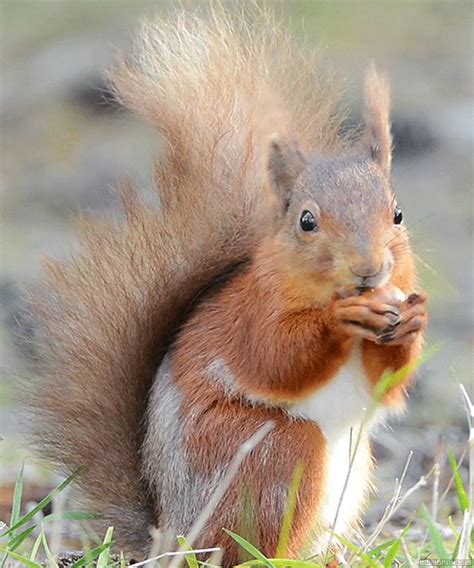 red squirrel on tumblr