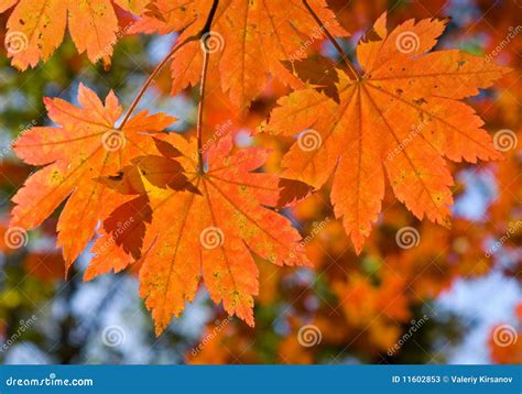 autumn branch  maple  stock image image  sunlight