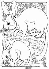 Bilby Animals Coloring Colour Pages Colouring Dandi Palmer Adults Printables Choose Board Found Designlooter Animal Uploaded User sketch template