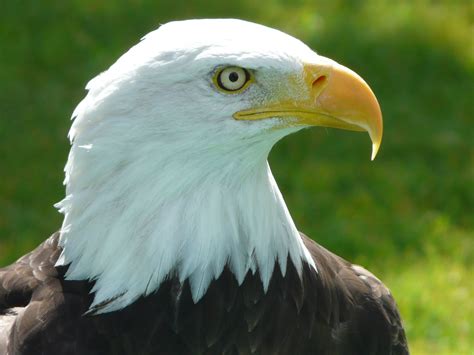 alberta birds  prey centre  visitors     world