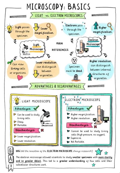 gcse biology revision notes  microscopy