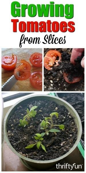 growing tomatoes from slices thriftyfun